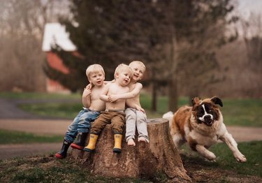 Family portrait of three young boys sitting on a tree stump while dog races around them