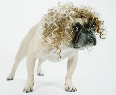 Dog with a curly wig