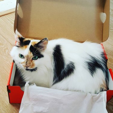 cat in a box