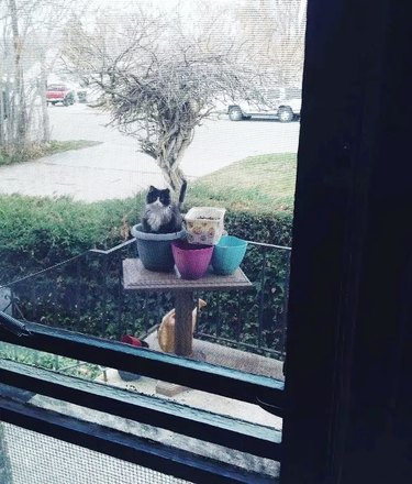 Feral cat sitting in a flower pot