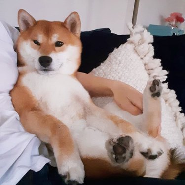 shiba inu sits like a human