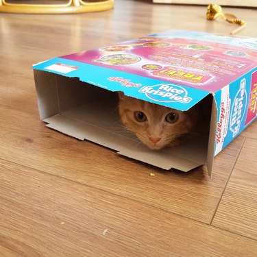 cat in cereal box