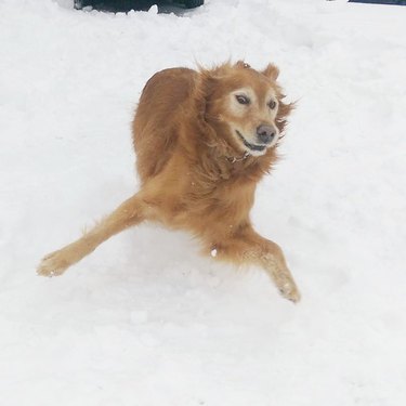 derpy dog with the snow zoomies