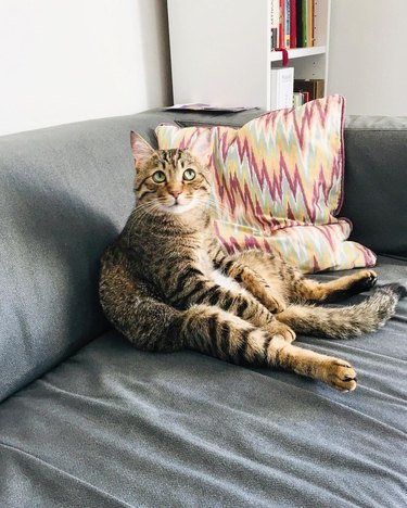 cat sitting like people