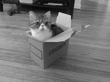 cat in a box