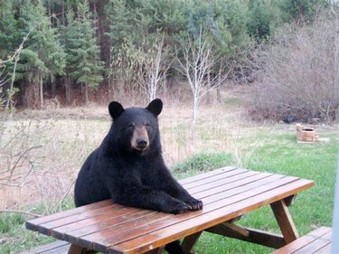 bear sitting at picnic table