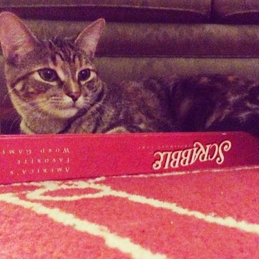 cat in Scrabble box