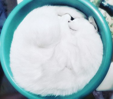 cat sleeping in bucket