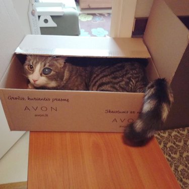 cat in a box