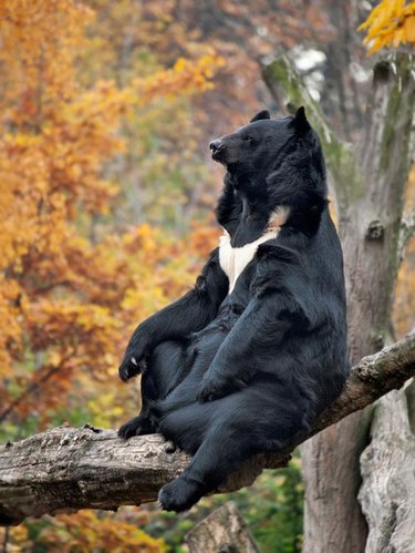 bear sitting like person