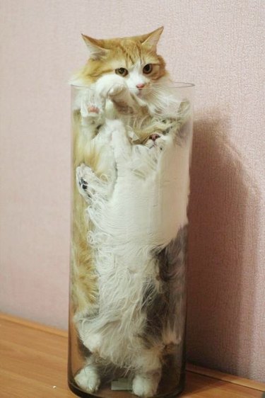 two cats squeezed into a glass tube