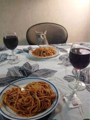 cat eating spaghetti dinner