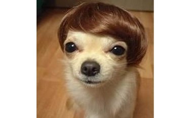 Dog in a short wig