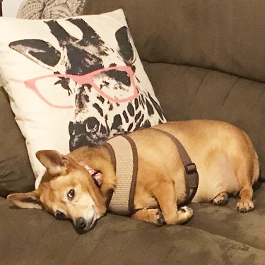 chubby dog sleeping on couch