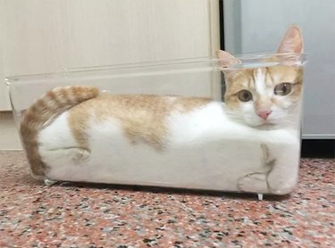 Cats Fitting Themselves into Weird Spaces