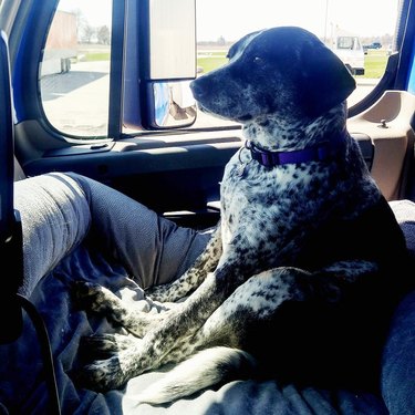 dog riding in a car like a human