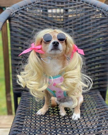 Dog with a curly blonde wig