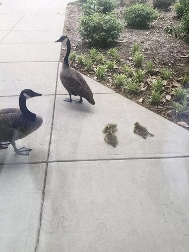 baby geese doing a sploot