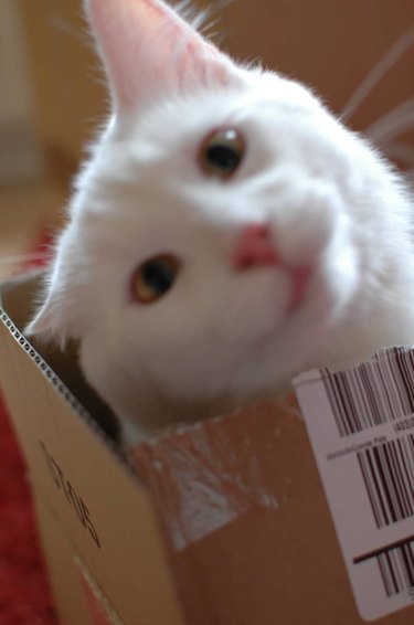 derpy cat in box