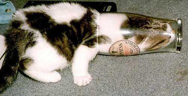 cat's head stuck in glass