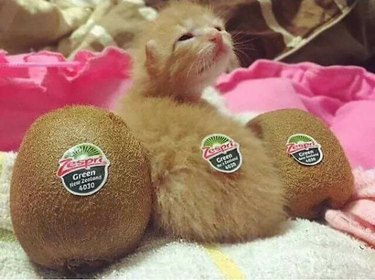 cat looks like kiwifruit