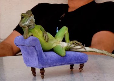 lizard sitting on lizard size couch