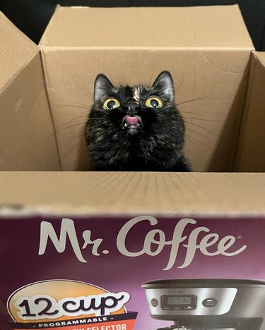 happy cat in a box