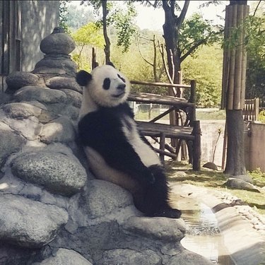 panda sitting like a human