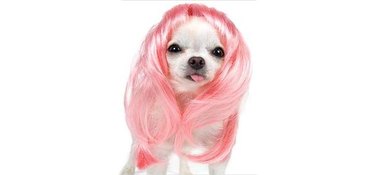 Chihuahua in pink wig