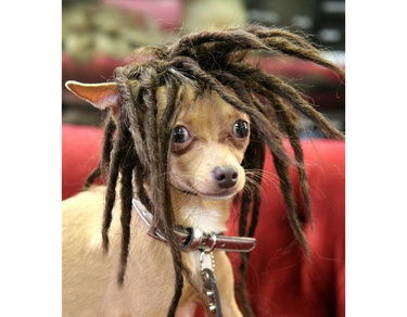 Chihuahua with dreads
