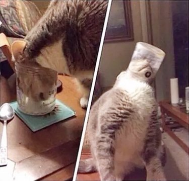 cat's head stuck in glass cup