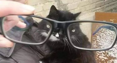 looking at a cat through eyeglasses