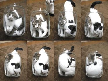 two cats squeezing into one glass jar