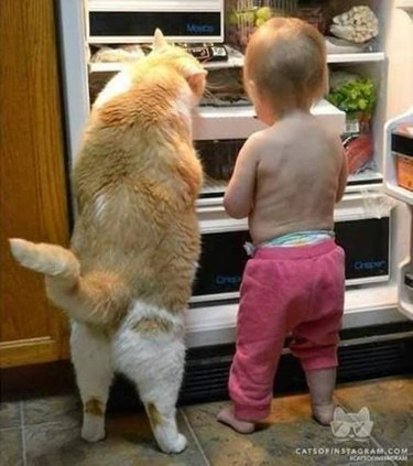 cat and baby open fridge