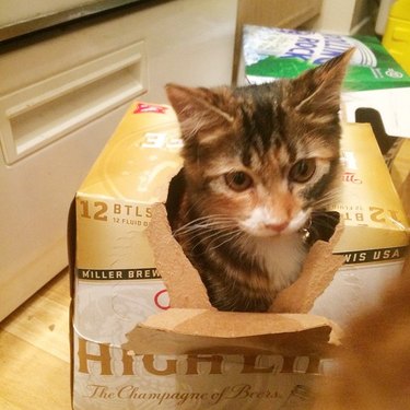 cat in a beer box