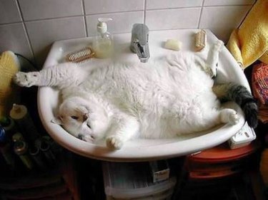 big chonky cat in sink