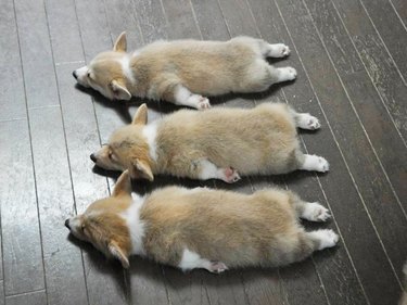 three corgis in a row splooting