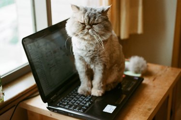 cat on laptop