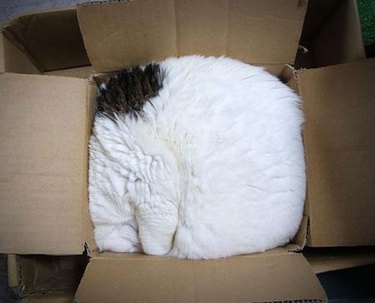 cat sleeping in box