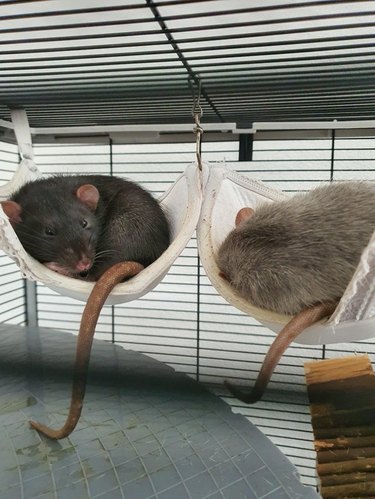 Two rats sleeping in the cups of a bra