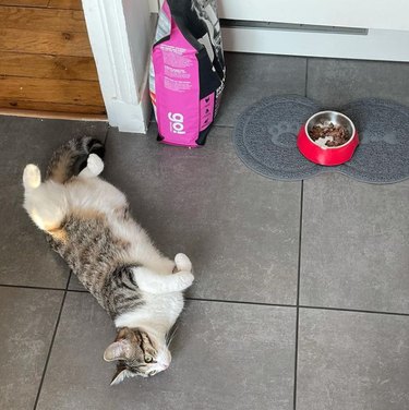 A striped cat rolling on the floor near their food bowl.