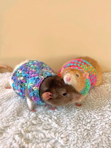 Two rats in bright crocheted sweater vests
