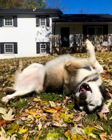 A happy husky rolling in some fall leaves.