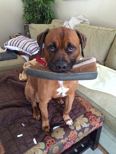 A brown dog holding a single slipper in their mouth and looking up at the camera adorably.