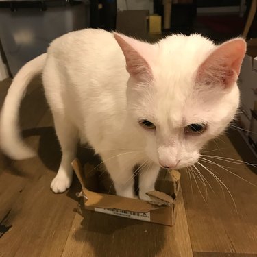 white cat still tries to get in small box.