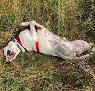 A white dog rolling in the grass with their mouth wide open.