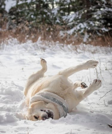 A white dog rolling happily in the snow.