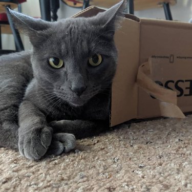 gray cat can't fit in box.