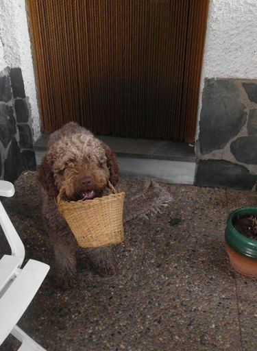 A brown poodle mix holding a basket in their mouth.