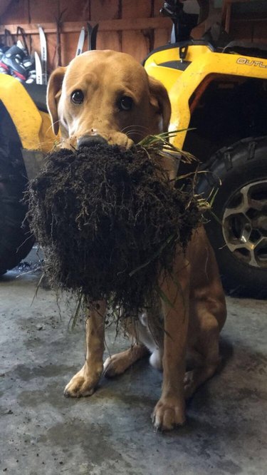 A yellow lab holding a clump of dirt and roots in their mouth.